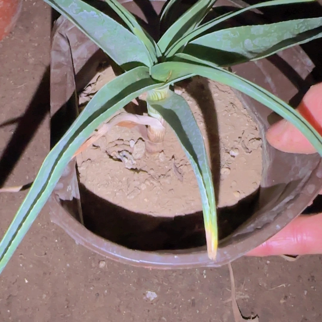 随***安块根植物块根植物