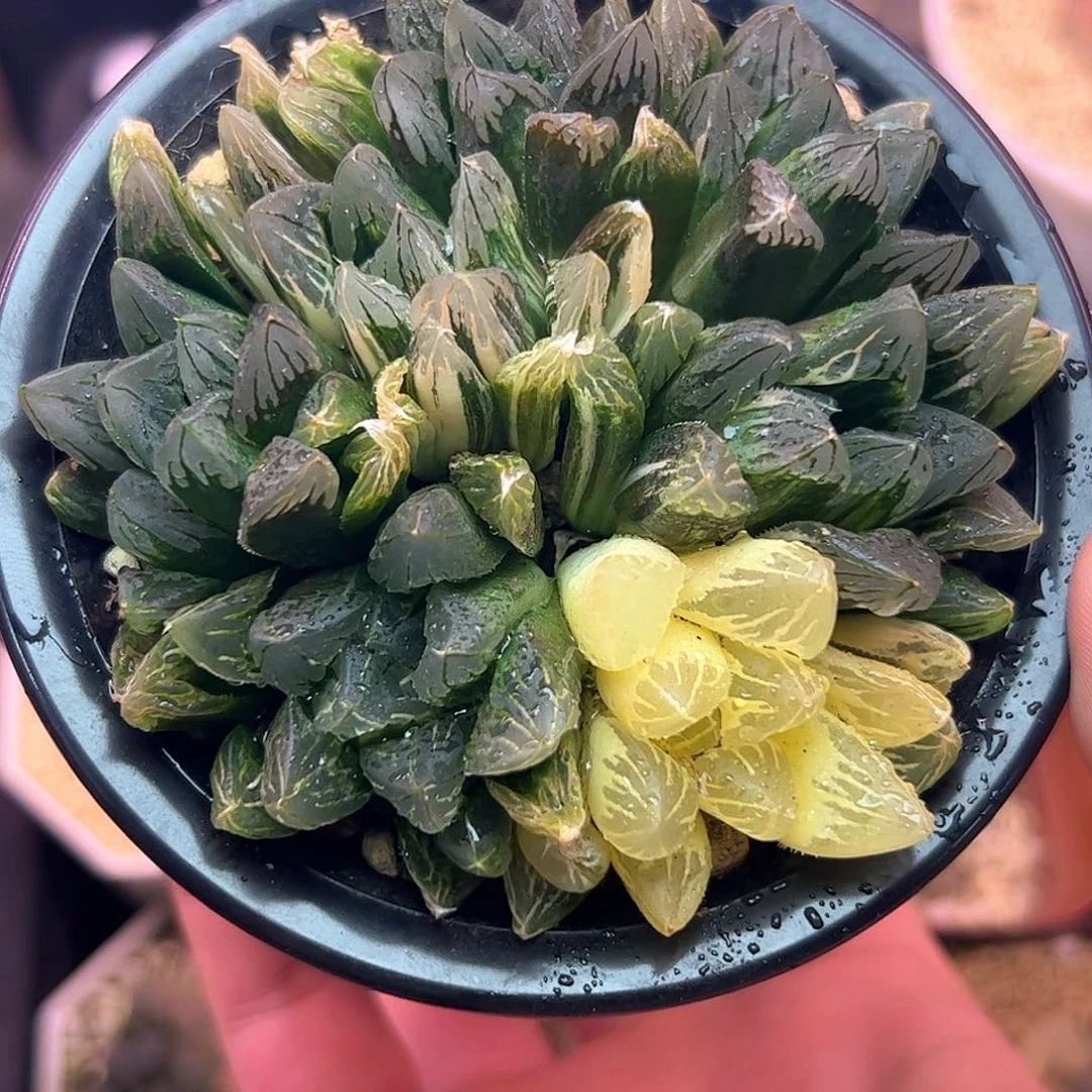 花水晶群十二卷多肉植物满