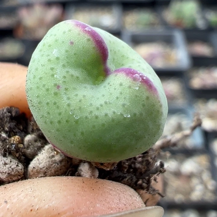 334号11111111111111