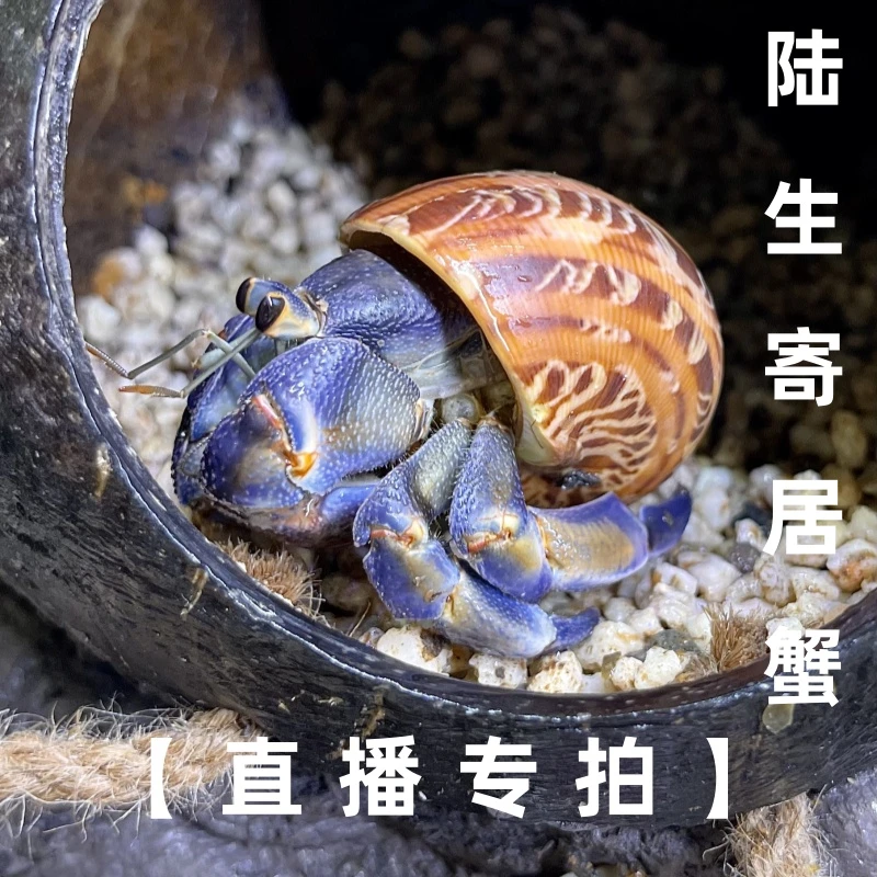 懒人萌宠陆生寄居蟹