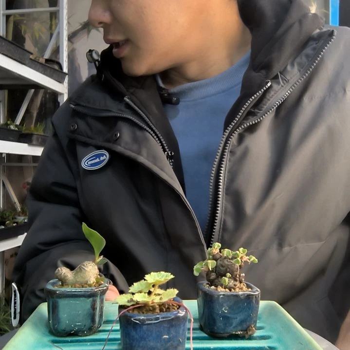 兔*呀小盆景小植物一物一拍144