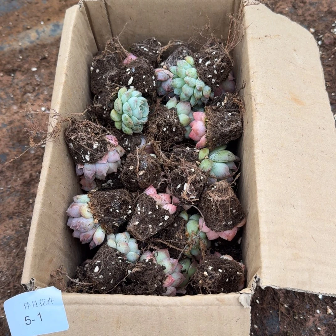 5-1六号箱子一箱子多肉加双头梦露杂交（保底五十颗）