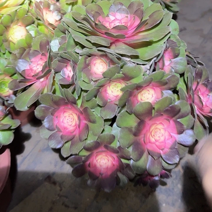 精品红太阳尾货亏本福利