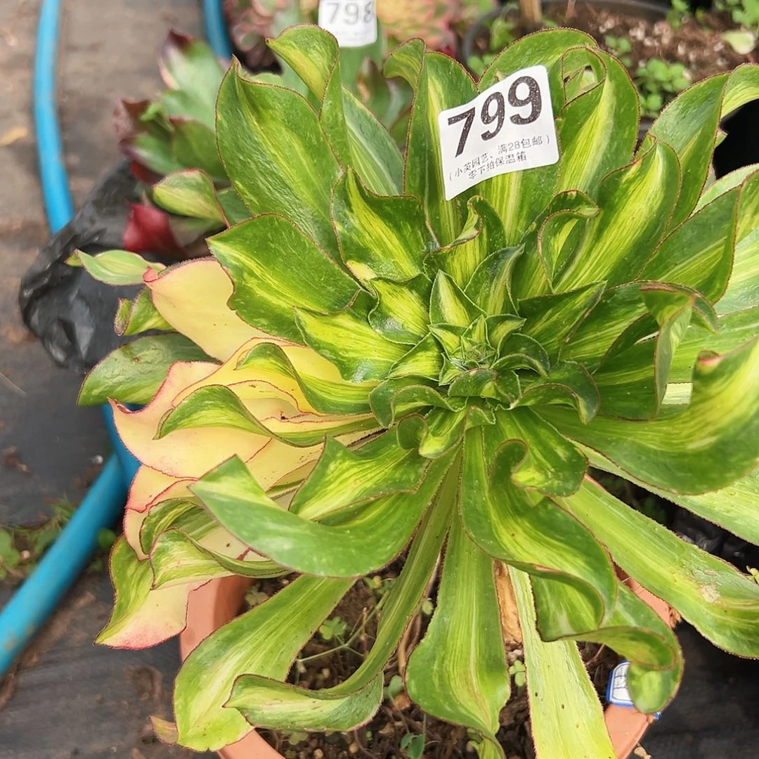 小冰七彩中班带拉丝799多肉植物