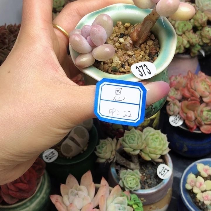 恩                  带盆