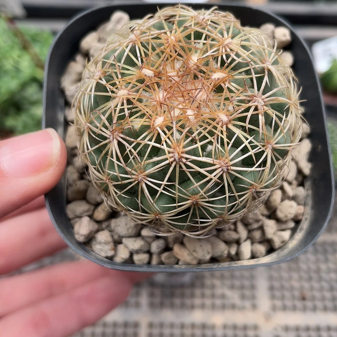 523儒衣仙人球植物