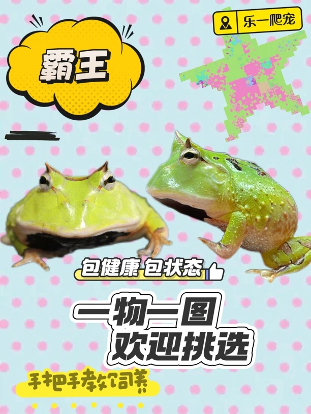 【乐一爬宠】福利霸王角蛙大个体3加绿霸王原色霸王双色霸王