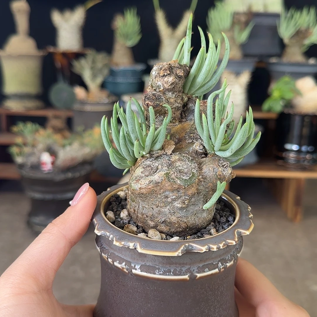 一物一拍冬型种白象52