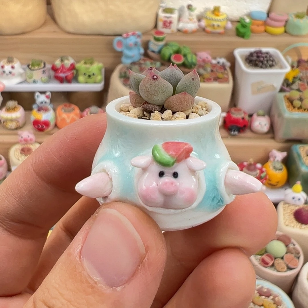 多肉植物35号换鸽子蛋