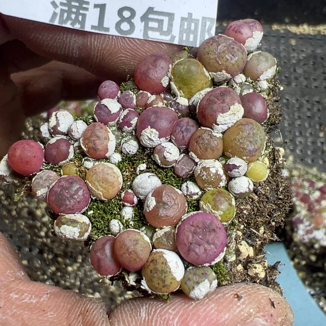 【闪购商品】 034。