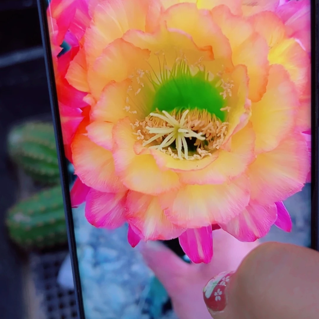 下62毛妹妹杏歪无根侧芽4公分左右20包邮