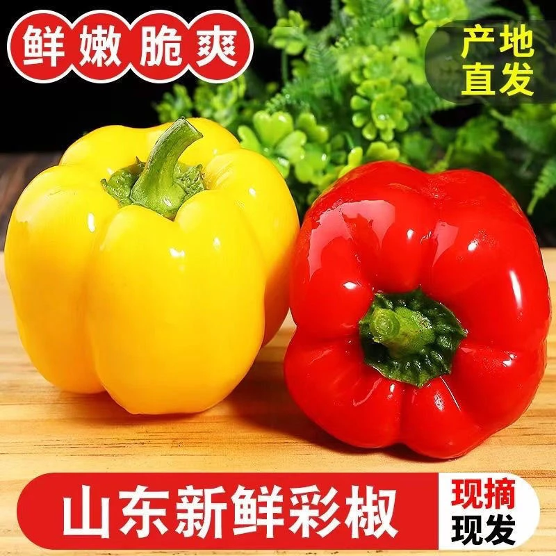 包邮山东新鲜采摘水果五彩椒饱腹甜椒辣椒农家菜蔬菜新鲜