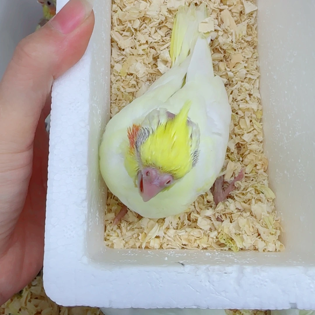 永***弃玄凤鹦鹉/鸡尾鹦鹉