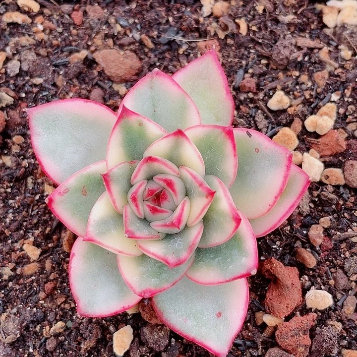 雪花和牛锦。锦龙多肉园艺