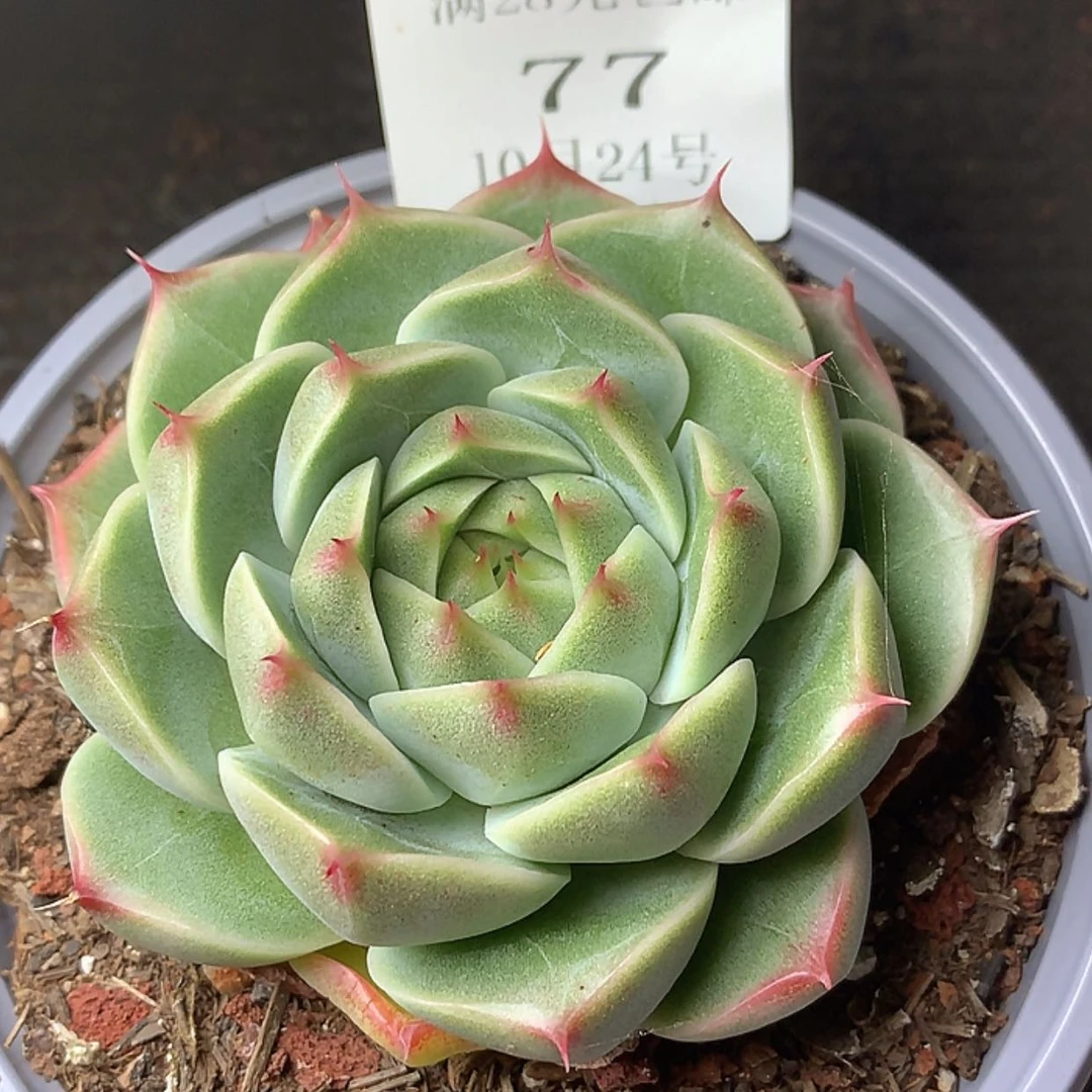 【闪购商品】云77号