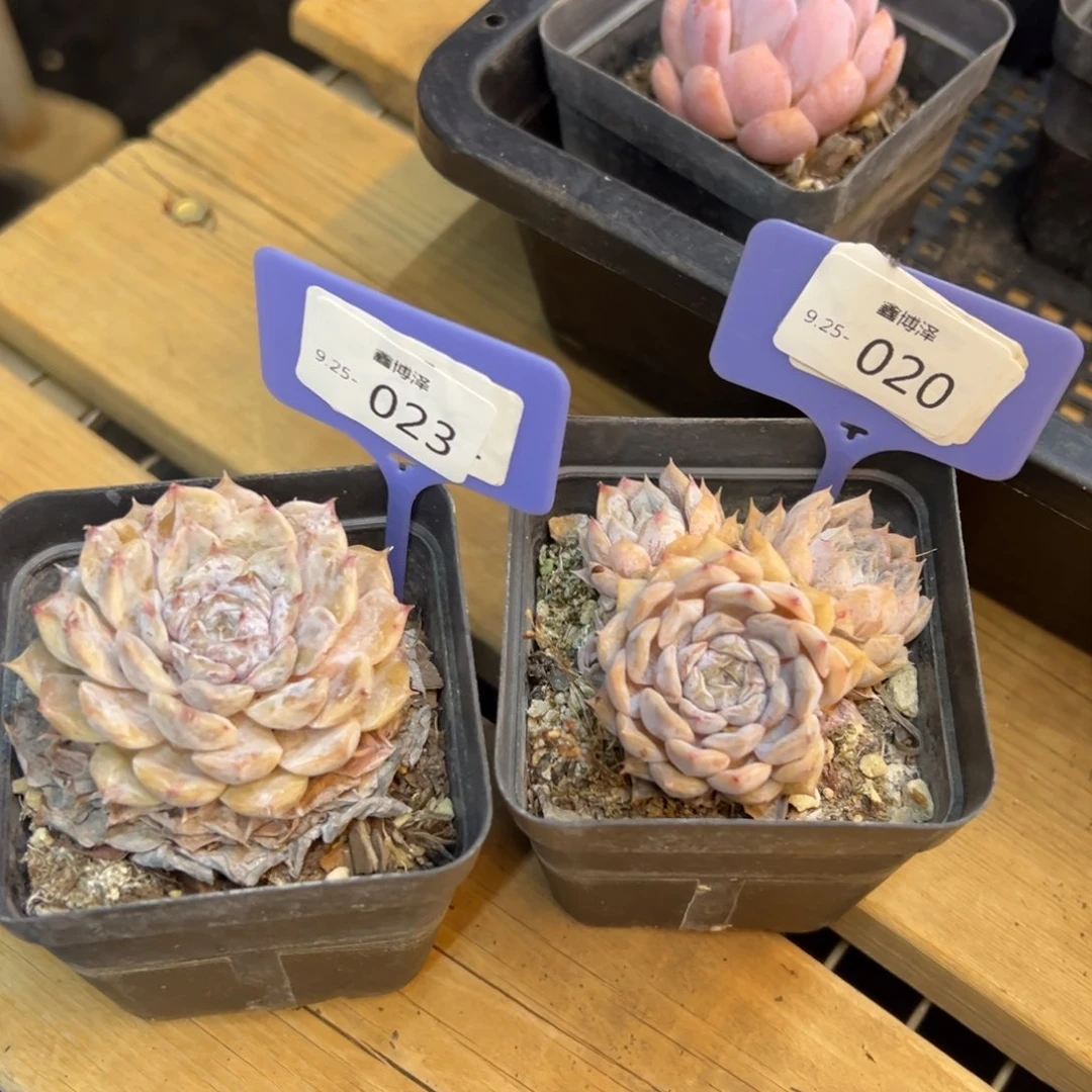 。***东定向9.25-020 023 两颗