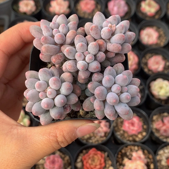 精控婴儿手指多肉