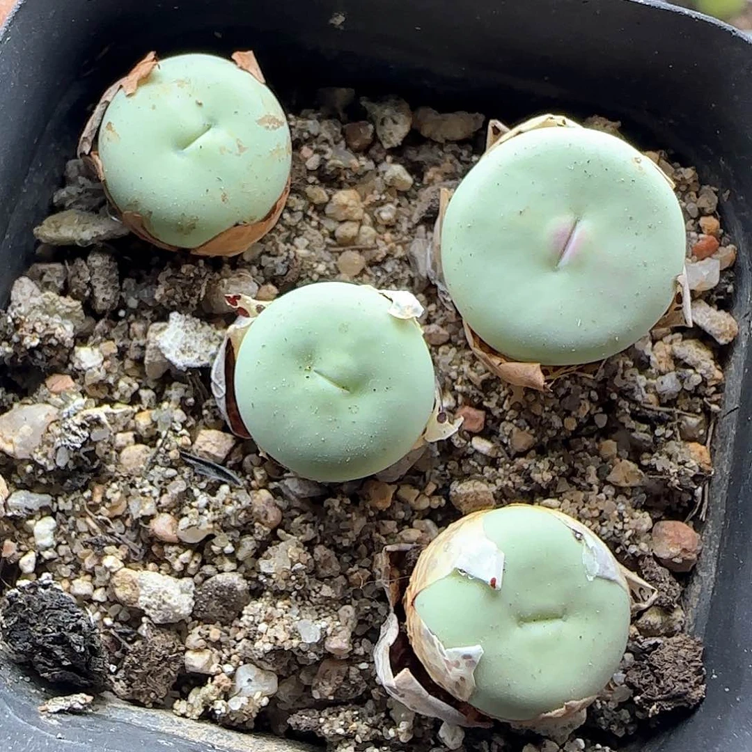 开播福利来啦42409