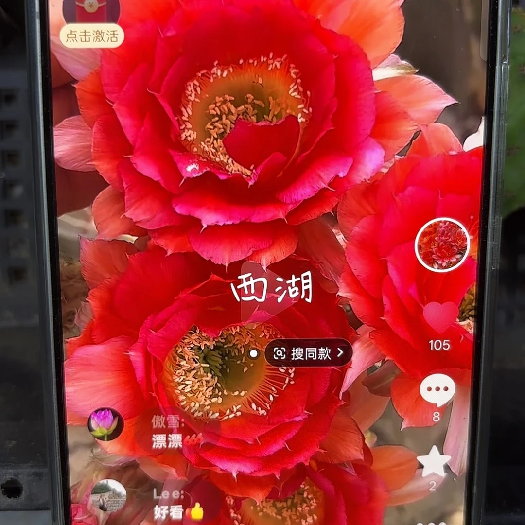 16-20彩5公分侧牙20包邮仙人球23