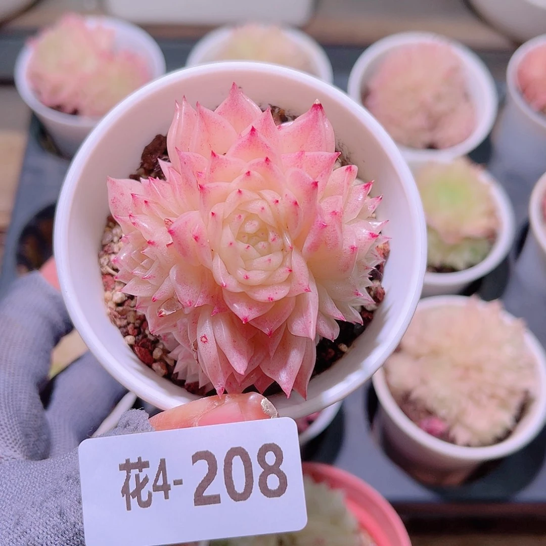 花04-208幻影群生