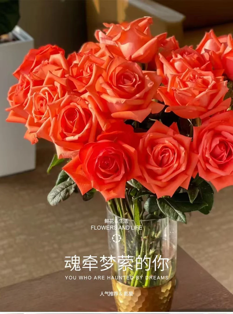 卓拉鲜花-单头玫瑰影星