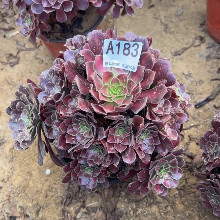 花哪多肉植物183.
