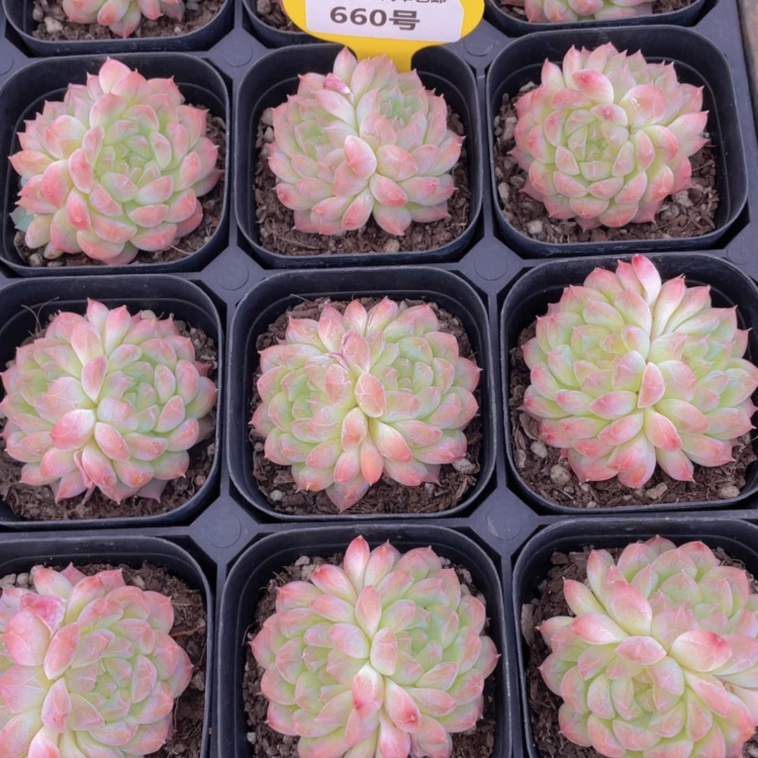 660号 冰透睫毛钻石白桃汽水双头一个