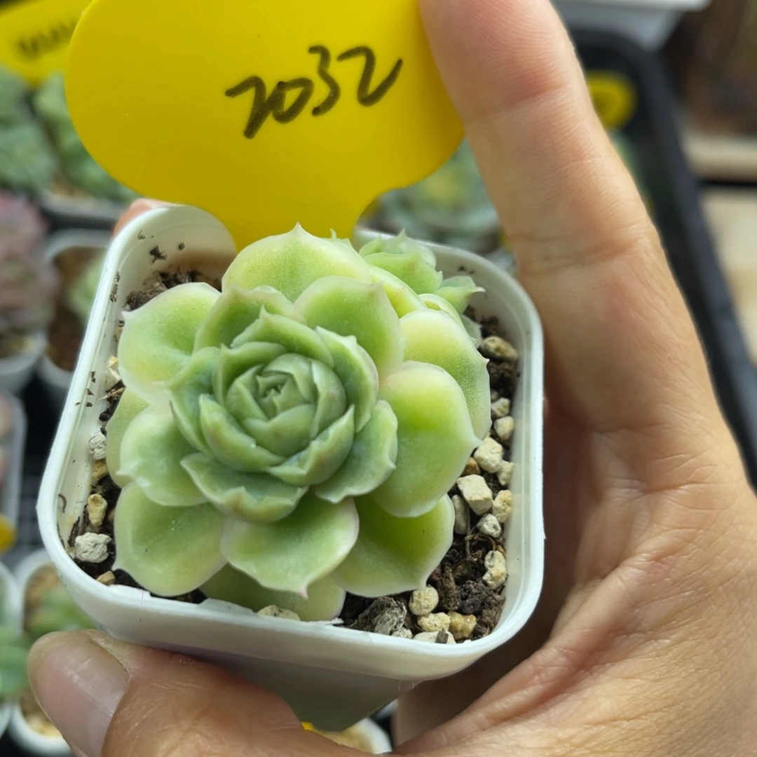 k***n水晶虾饺双头2032