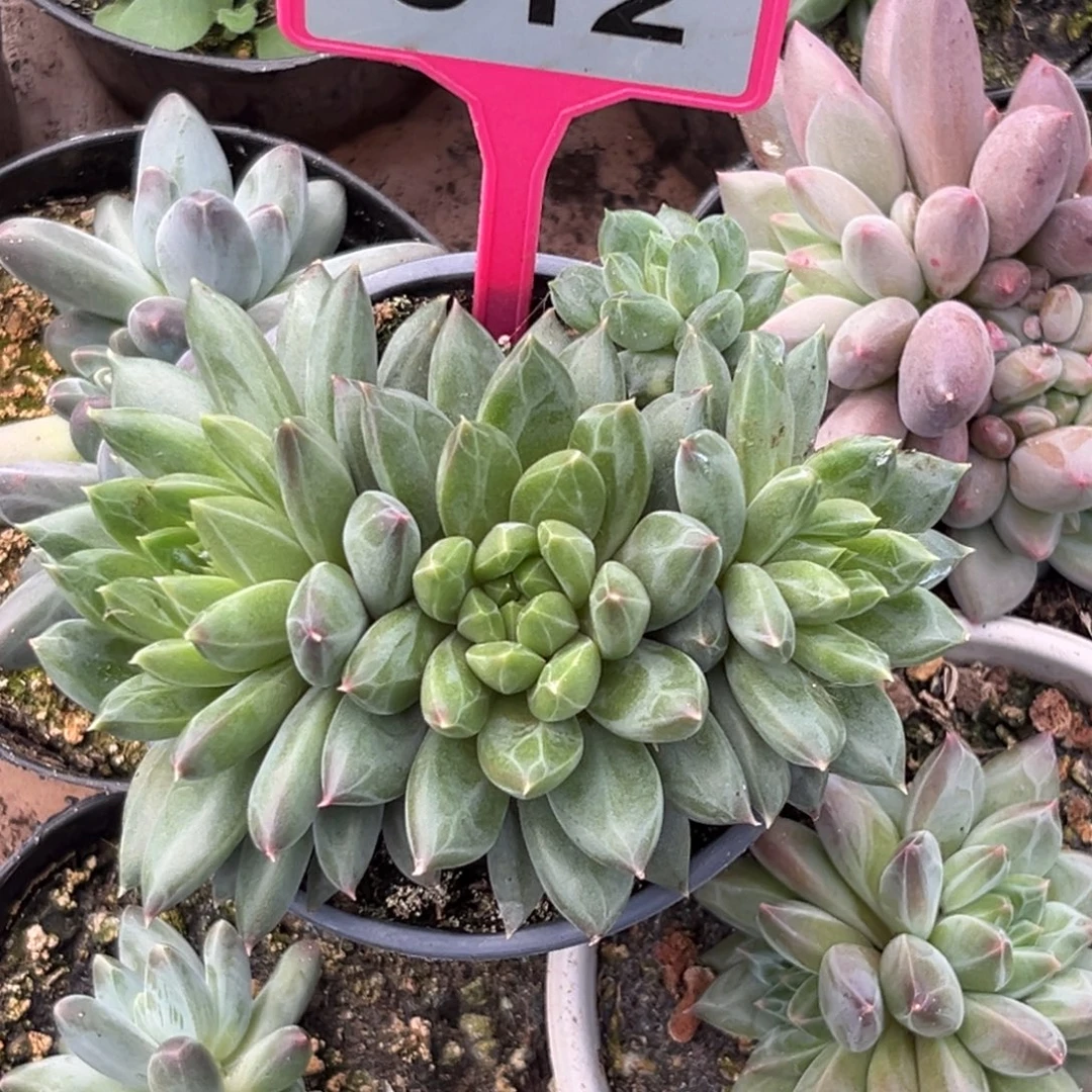 多肉植物彩体梵高美人312