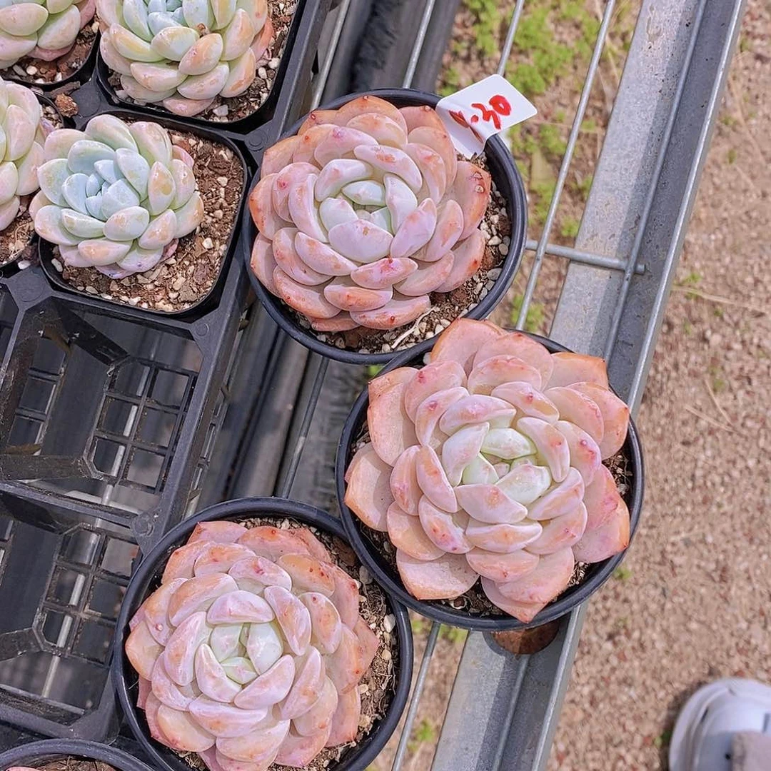 9-30- 微瑕草莓橙单头一颗 介意慎拍