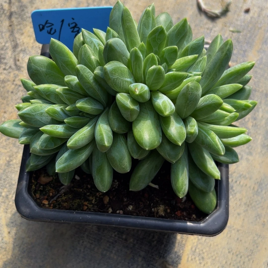 戴拉多肉植物寄养