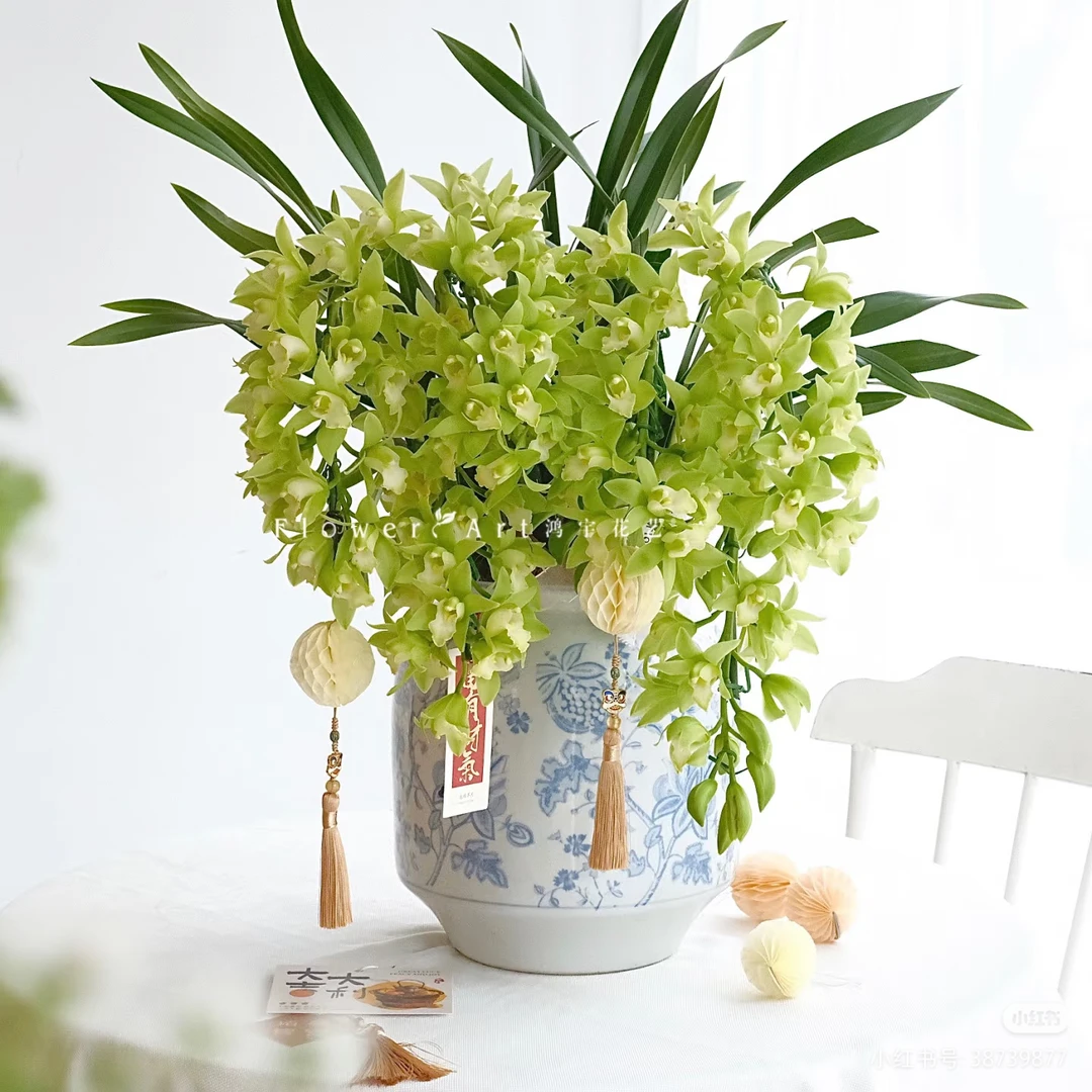 绿素仙子 （5支花剑）盆栽精致兰花耐寒好养 云南鲜花绿植