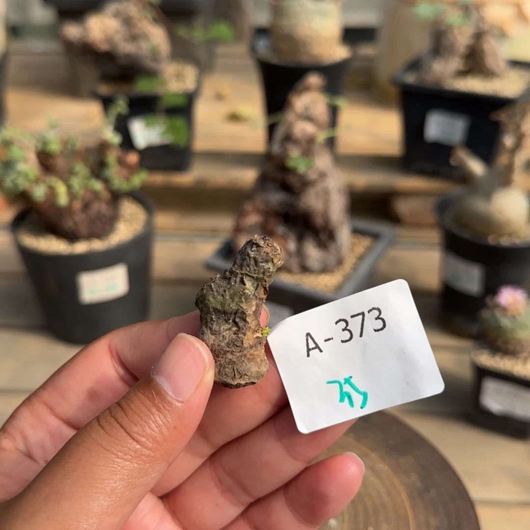 373白象断枝满59包邮