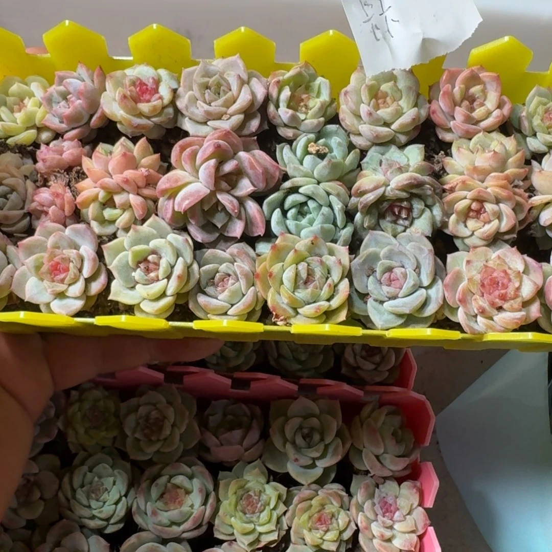 卡卡一物一拍专拍