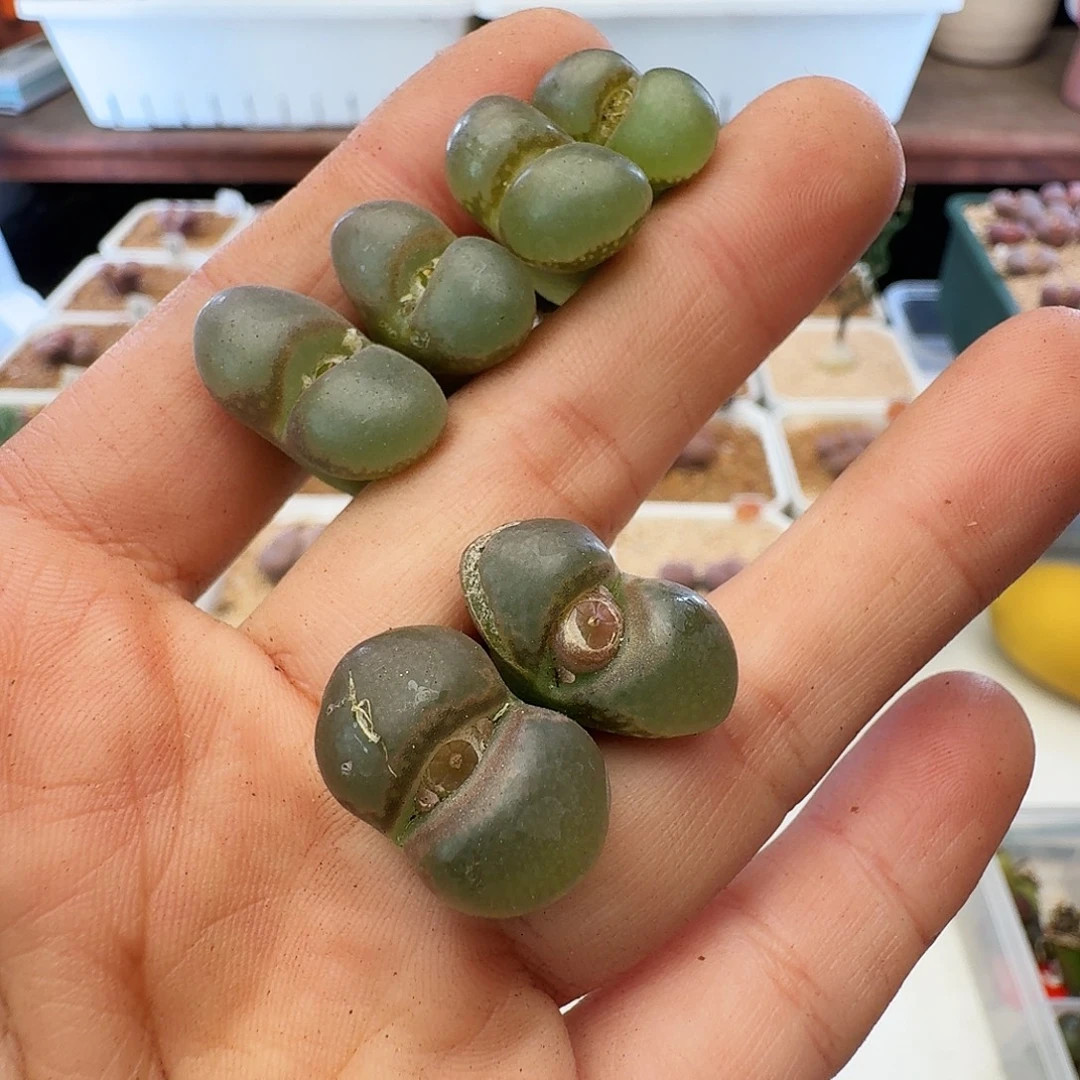 瑕疵风铃介意慎拍120