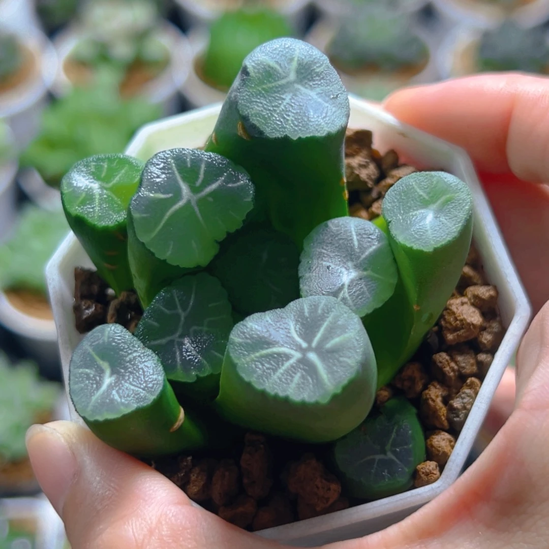 白盆万象多肉多肉多肉