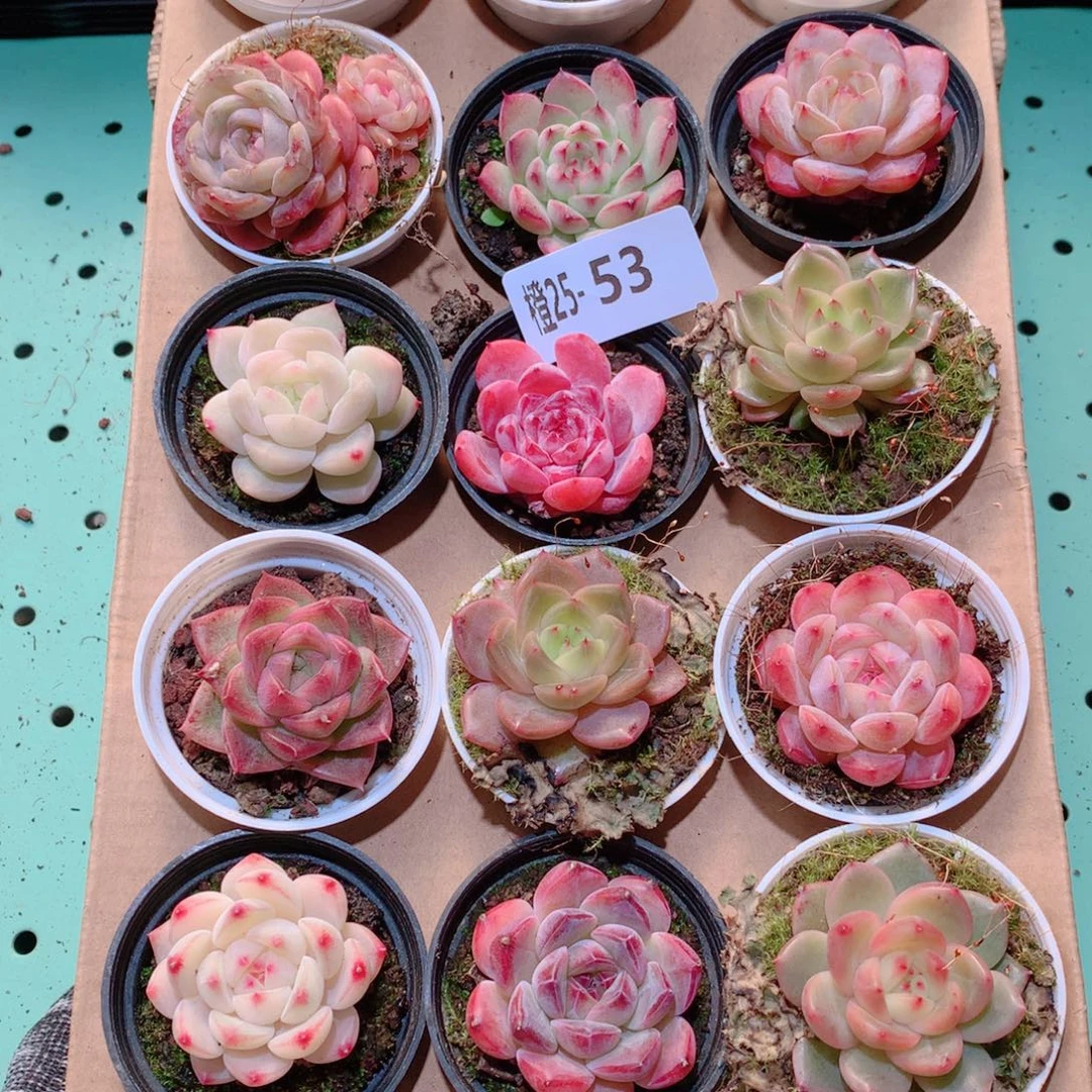 25-53一物一拍多肉带盆18颗