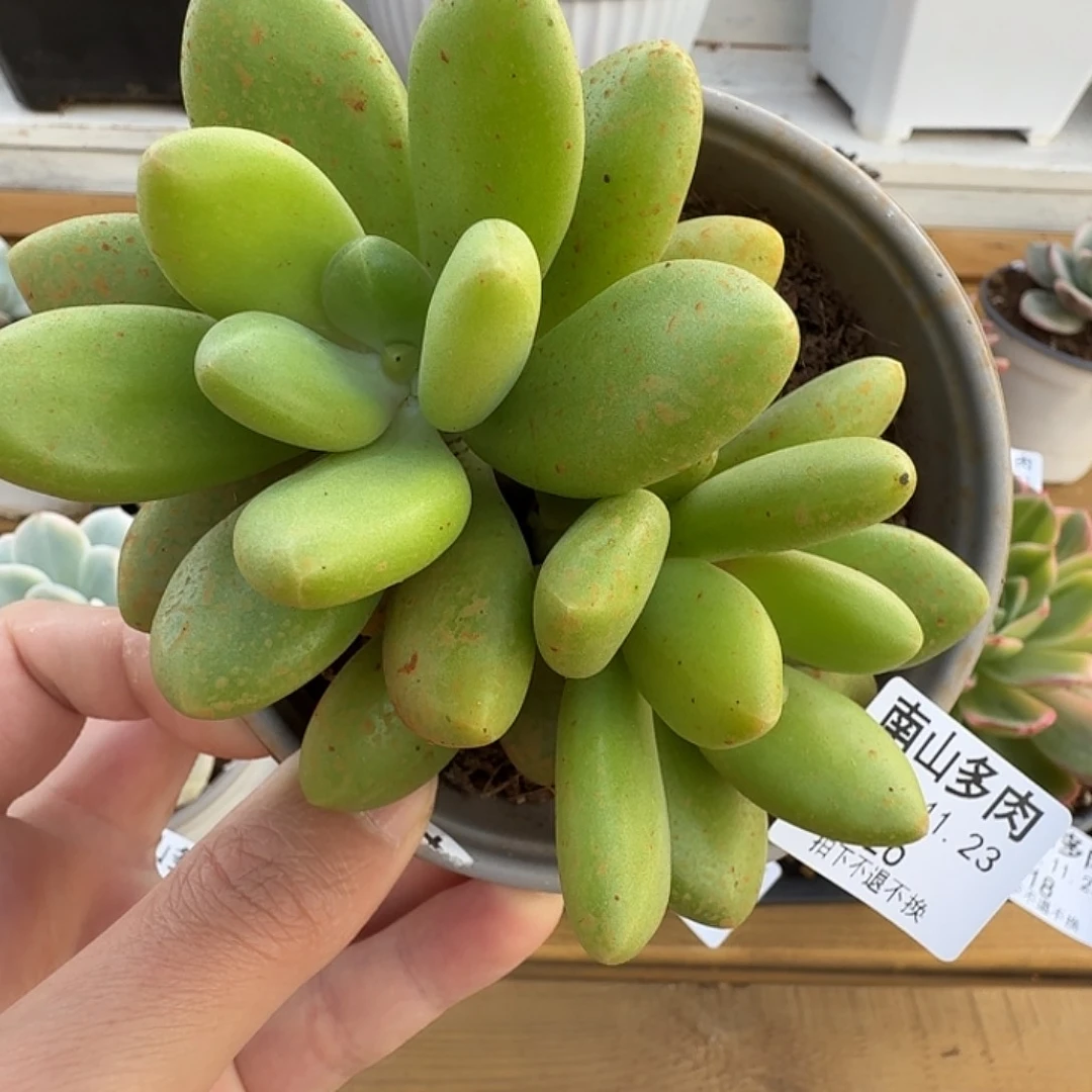 双头芒果奶11123-26