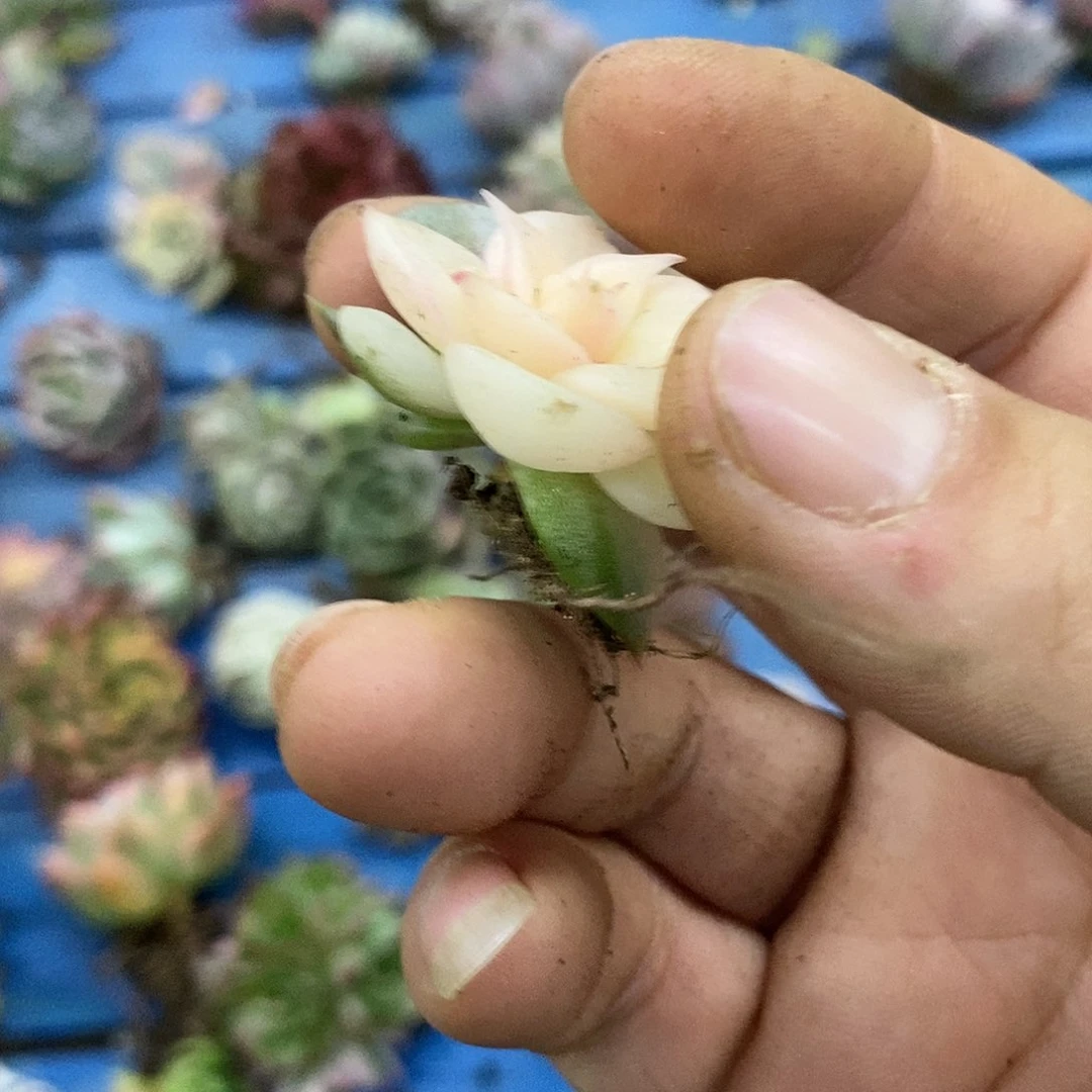 删*版602贝加尔湖锦多肉植物