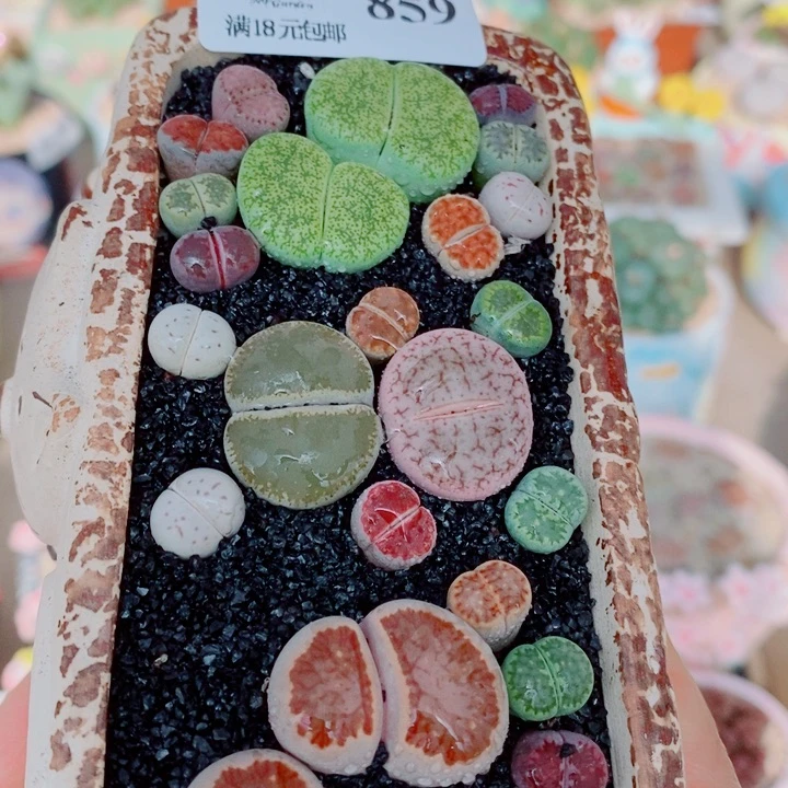 生石花花花花花花花859