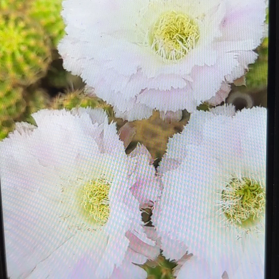 冰可可彩侧牙20包邮15