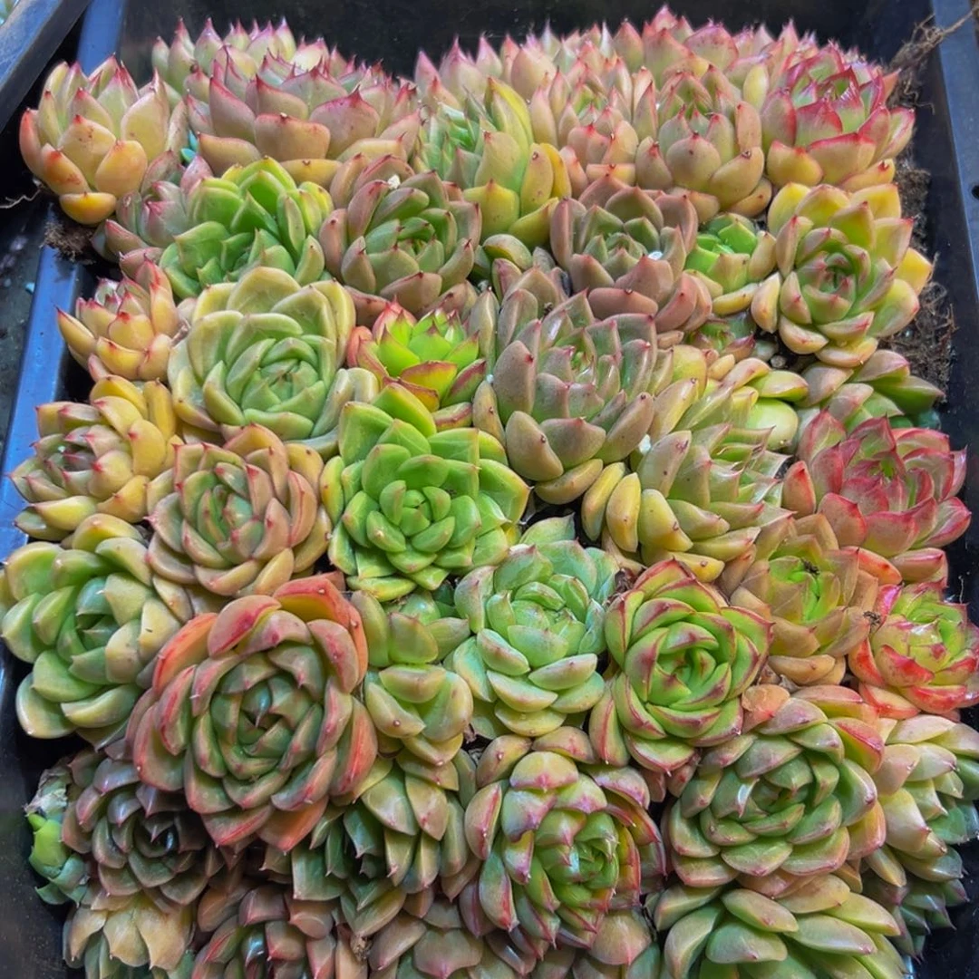 226多肉植物和植物在这里