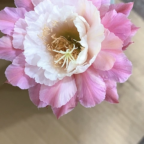 奈何毛花，高10公分左右