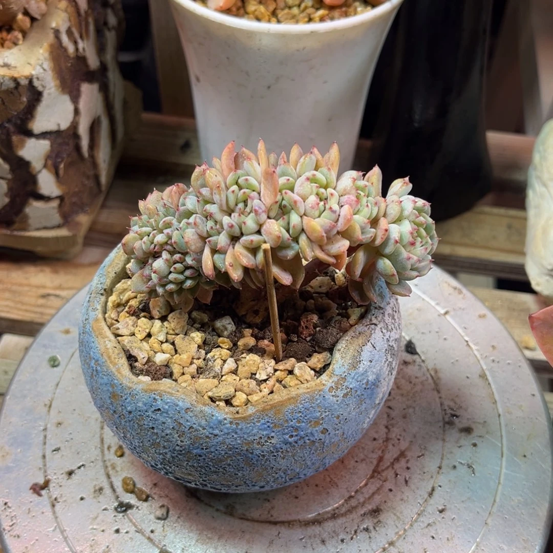 白胖子朵朵缀多肉植物duinvnv