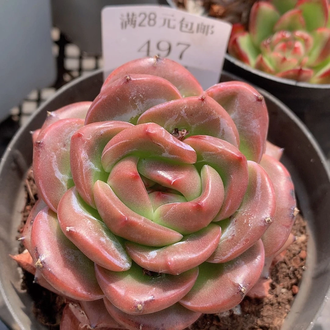 【闪购商品】云497号Q橙