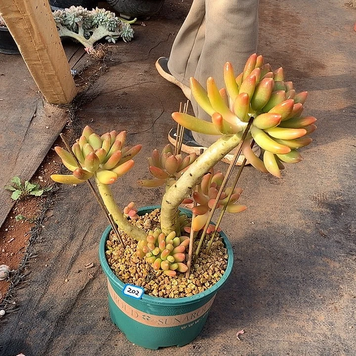 202金蟾 一物一拍多肉