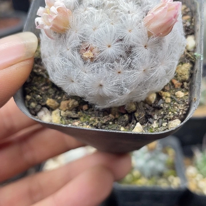 自根佛头白星一颗包邮