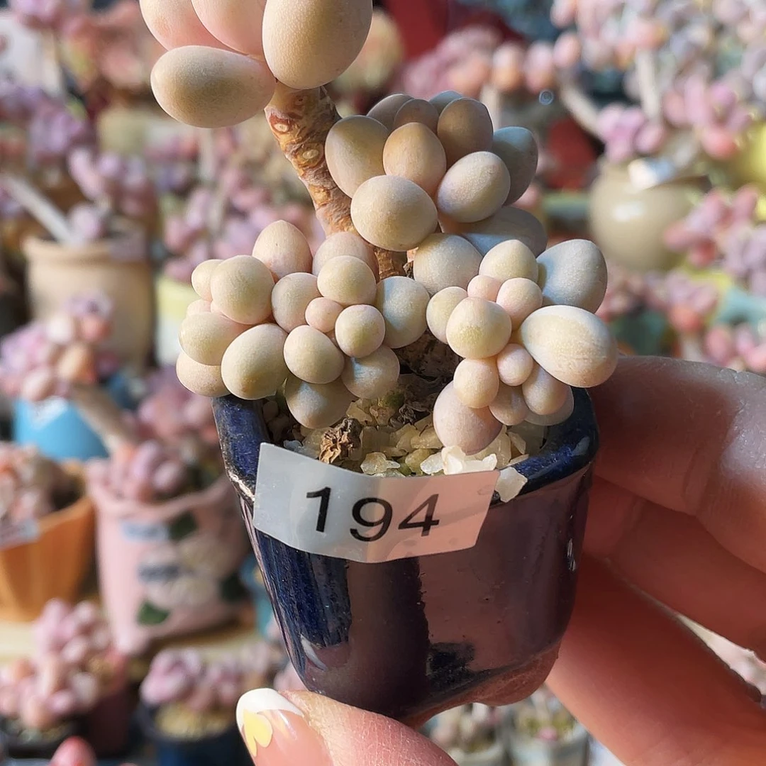 …****…多肉植物的生长发育与生长发育