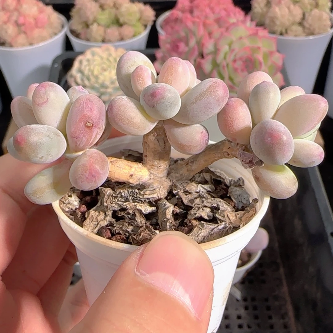 多肉0102-166苹果美人小老桩