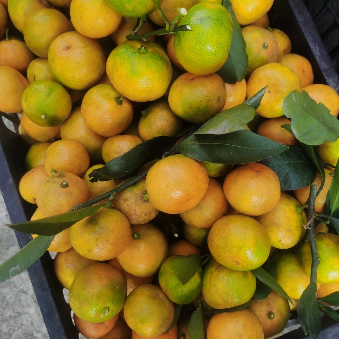 贵州本地桔橙酸甜可口